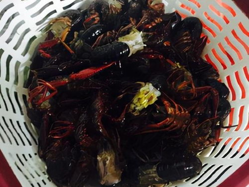 那些生物入侵失敗的物種,看他們是如何變成 美食首選